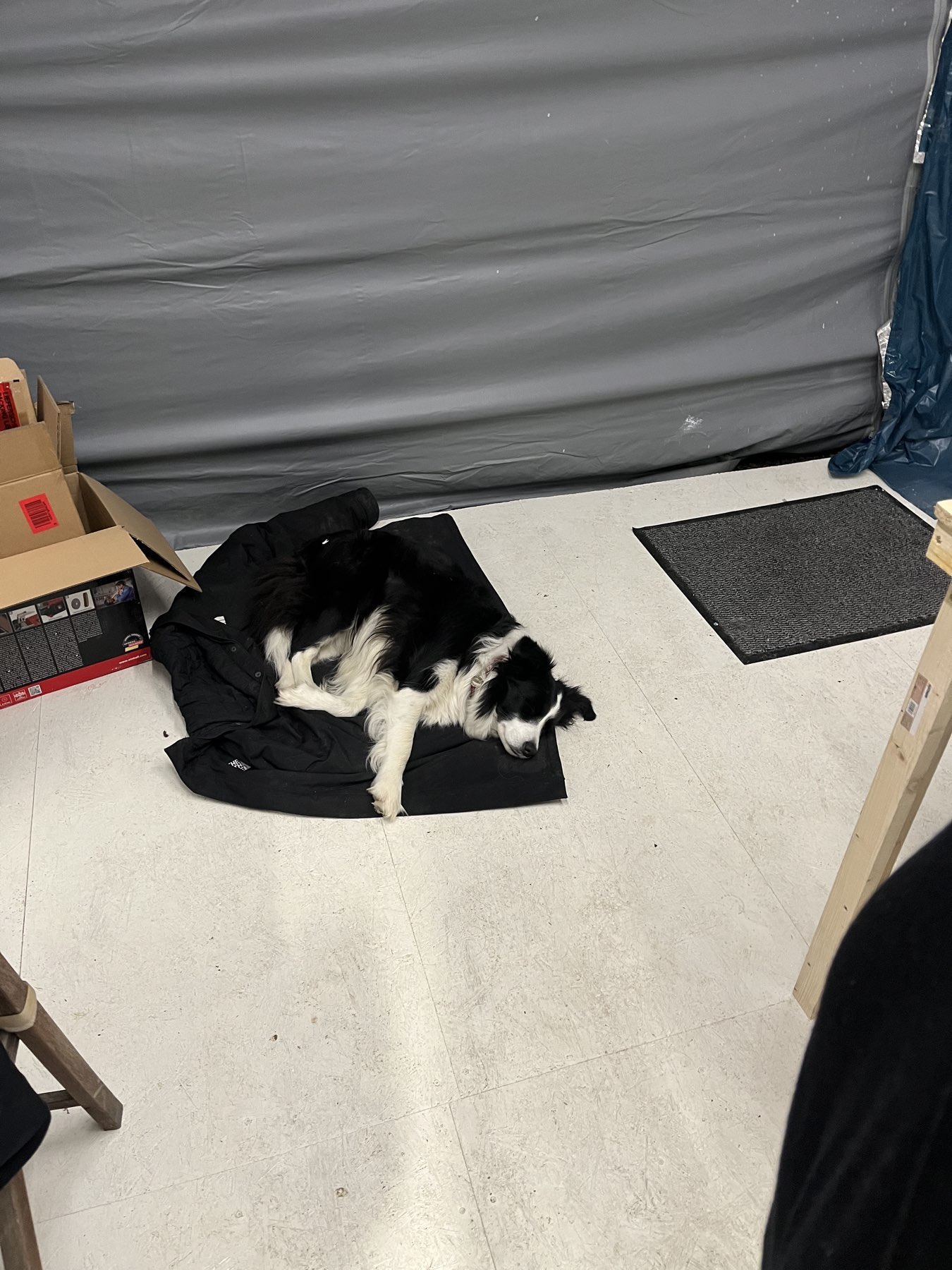 Werftswuffi Emma ist mit dabei