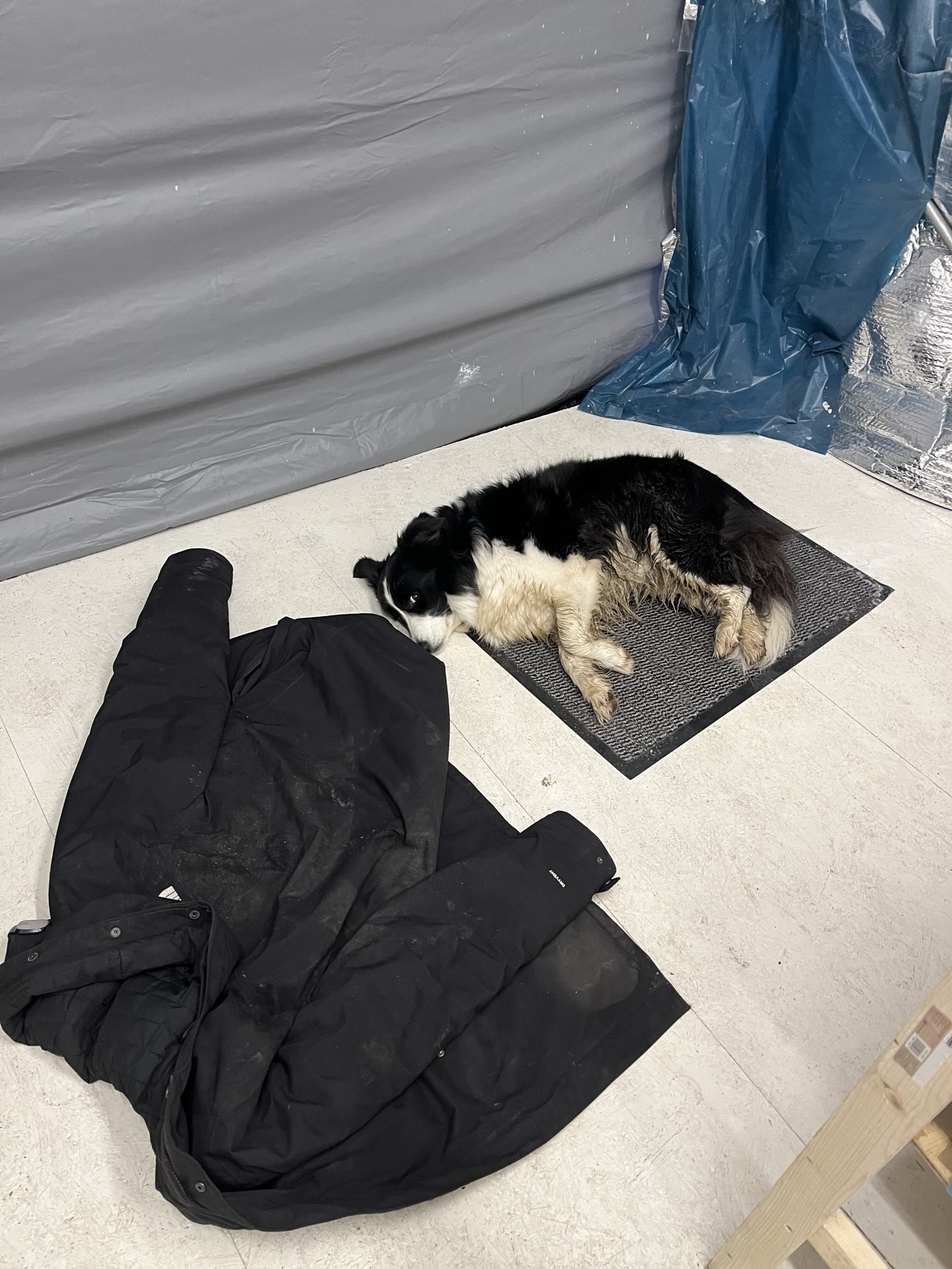 Emma müde (und noch etwas nass) nach dem Spaziergang